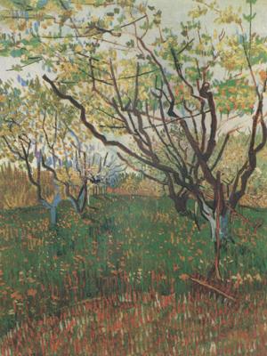 Vincent Van Gogh Orchard in Blosson (nn04) France oil painting art